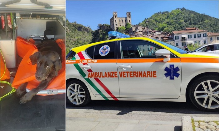 Soccorso animali, Ambulanze Veterinarie Odv: "Siamo a corto di volontari, dovremo interrompere alcuni servizi" (Foto)