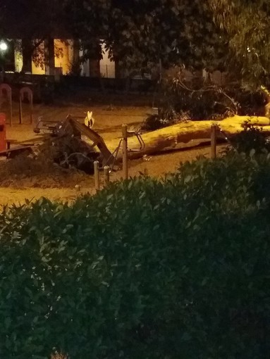 Taggia: ordinanza di divieto d'accesso in viale delle Palme dove ieri è caduto un eucalipto