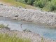 Ventimiglia, giovane airone cenerino avvistato nel fiume Roia (Foto) Ventimiglia, giovane airone cenerino avvistato nel fiume Roia (Foto)