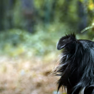 Online video contro l'abbandono degli animali diretto dal regista sanremese Marco Di Gerlando