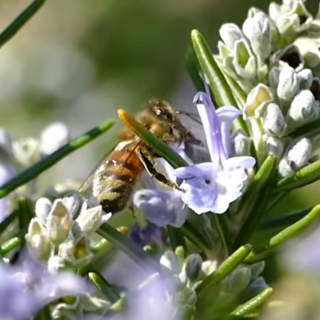 Cervo: nonostante l'inverno le api in un giardino, il video di un lettore