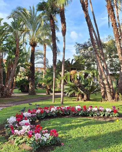 Bordighera, tutela dell'incolumità pubblica: verranno abbattuti tredici alberi