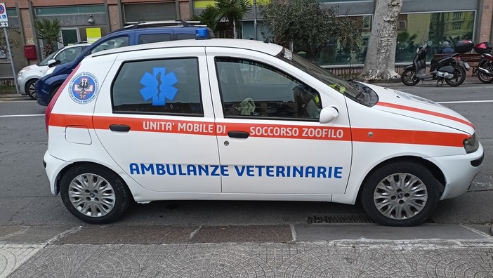 "Aiutateci a trovare una sede nel Ponente", l'appello di Ambulanze Veterinarie Odv