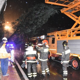 Arma di Taggia: grosso albero si abbatte sui cavi del filobus nei pressi della galleria (Foto e video) Arma di Taggia: grosso albero si abbatte sui cavi del filobus nei pressi della galleria (Foto e video)