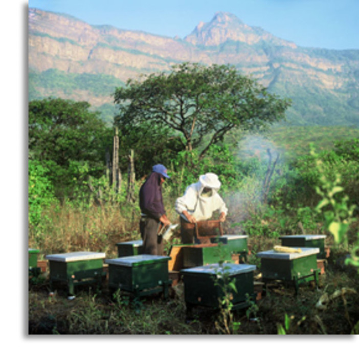 Ad Imperia e Diano intervento dei Vigili del Fuoco per sciami di api Ad Imperia e Diano intervento dei Vigili del Fuoco per sciami di api