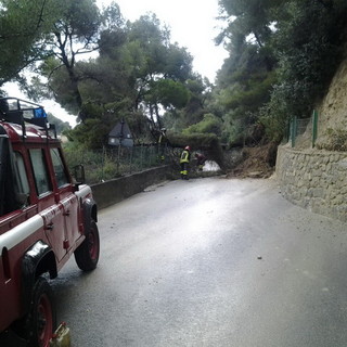 Bordighera: due alberi cadono in via Conca Verde, intervento dei Vigili del Fuoco Bordighera: due alberi cadono in via Conca Verde, intervento dei Vigili del Fuoco