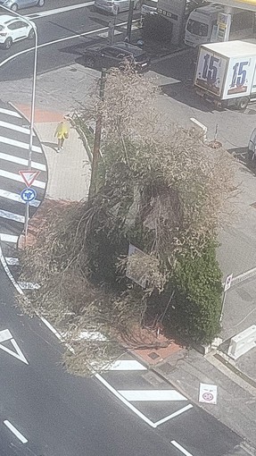 Ventimiglia, forte vento: rami si spezzano e cadono sul marciapiede (Foto) Ventimiglia, forte vento: rami si spezzano e cadono sul marciapiede (Foto)