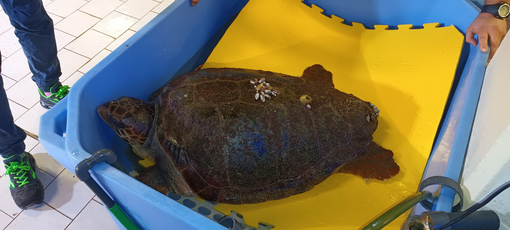 Trasferita all'Acquario la tartaruga in difficoltà soccorsa a Sanremo da un diportista (video)