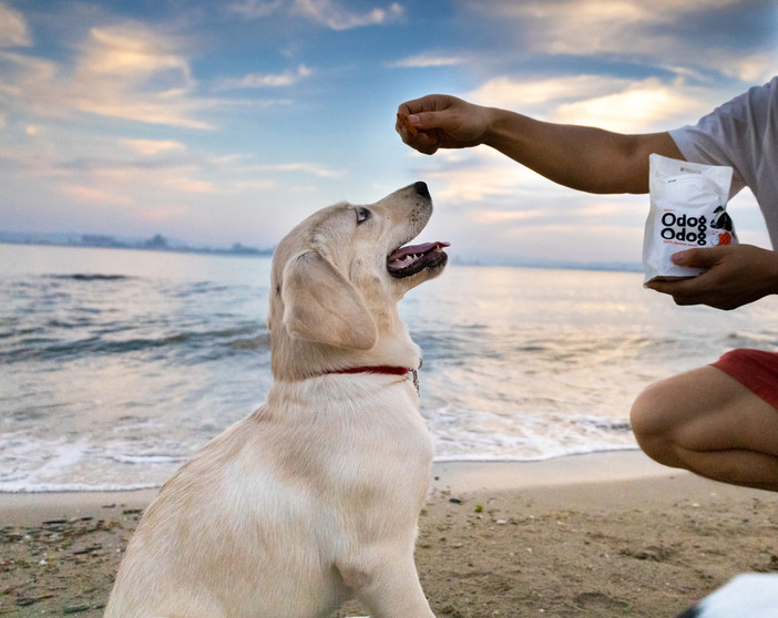 Swiffy presenta a Casa Saremo la prima playlist di musica per il benessere dei cani