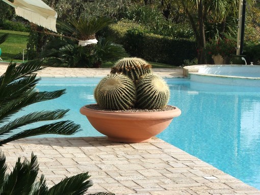 Realizza un'oasi verde ricca di colori con cactus e succulente con AG Sanremo, azienda storica della riviera dei fiori