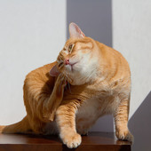 Antiparasitari per gatti: guida completa alla prevenzione