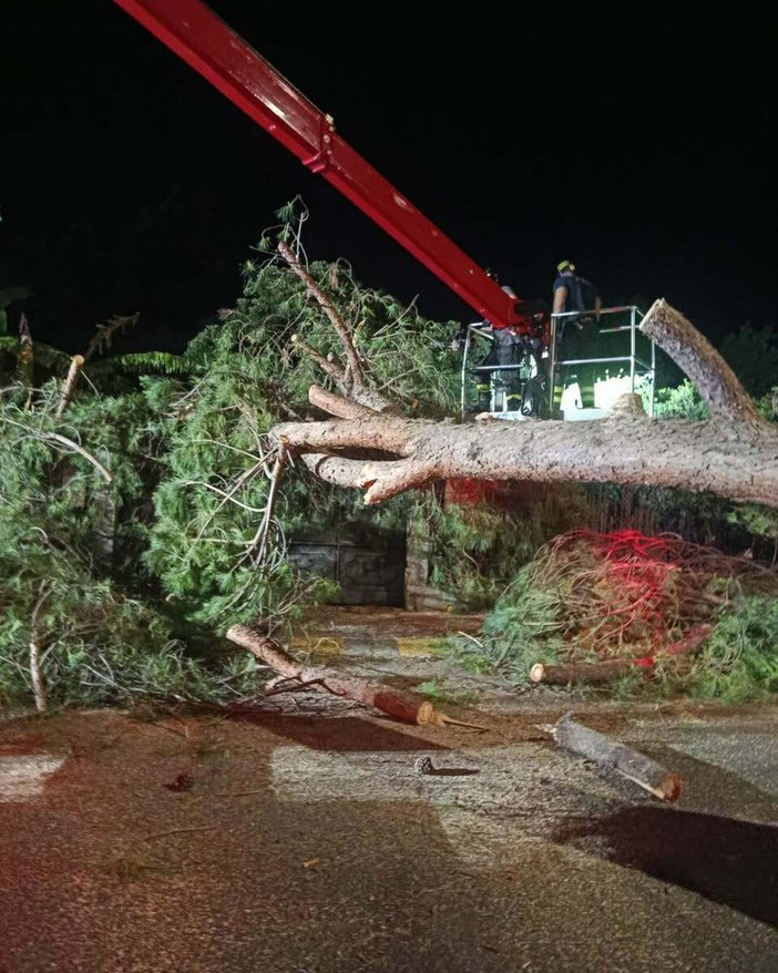 Albero crollato a Ventimiglia, Di Muro: “Era tra i 26 pini da abbattere. La sicurezza dei cittadini viene prima di tutto” Albero crollato a Ventimiglia, Di Muro: “Era tra i 26 pini da abbattere. La sicurezza dei cittadini viene prima di tutto”