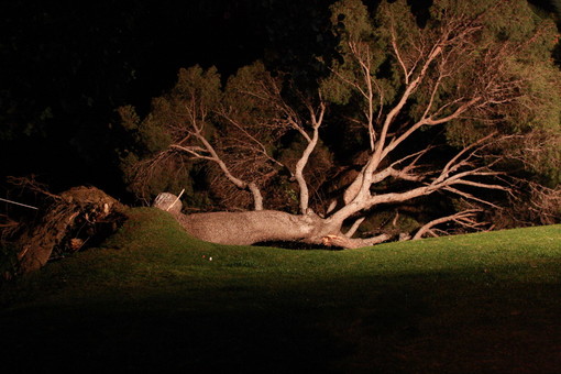 Sanremo: tragedia sfiorata a Bussana, albero di oltre 15 metri cade nel parco. Tre famiglie sono rimaste al buio