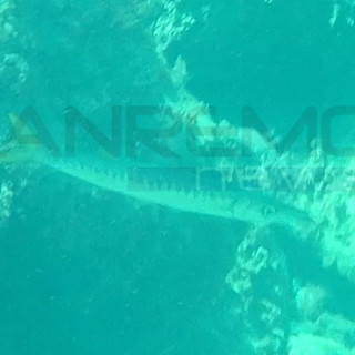 Sanremo: barracuda avvistato nei pressi della barriera di scogli all'altezza della spiaggia della Baia Greca (video)
