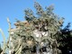 Abbattuto un pino ultracinquantenne a Sanremo: scoppia la protesta degli ambientalisti