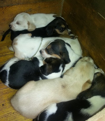 San Bartolomeo al Mare: nelle aree verdi collinari, in prossimità del torrente e nei parchi cittadini, si annidano zecche, pulci e zanzare