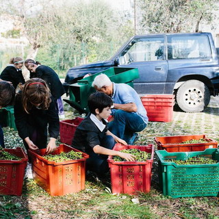 San Bartolomeo al Mare: bacchiatura dell'oliveto ‘Cian de Eva’, anche quest'anno piccoli scolari all'opera (foto)