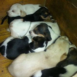 San Bartolomeo al Mare: nelle aree verdi collinari, in prossimità del torrente e nei parchi cittadini, si annidano zecche, pulci e zanzare