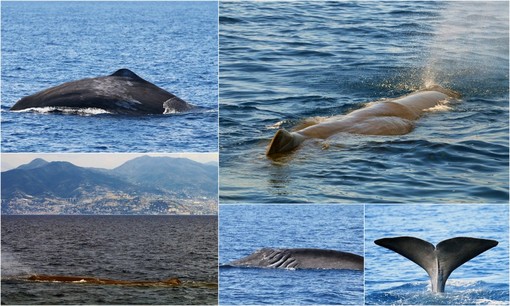 Sanremo, balenottera e capodogli avvistati nel mar Ligure (Foto e video)