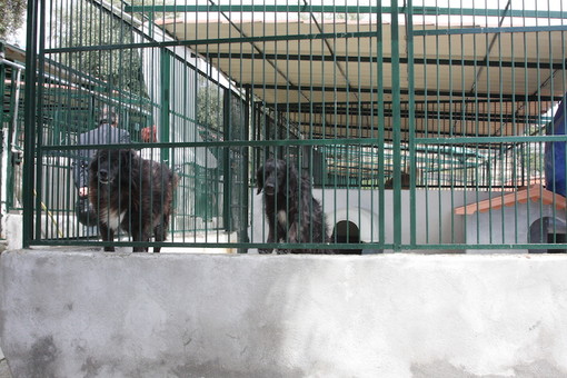 I cani e i gatti dell’Enpa di Sanremo hanno ricevuto un concreto aiuto grazie al ‘food raising’ di Friskies I cani e i gatti dell’Enpa di Sanremo hanno ricevuto un concreto aiuto grazie al ‘food raising’ di Friskies