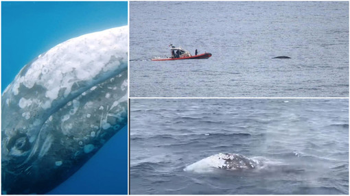 La balena grigia Wally avvistata in provincia di Imperia, l'esemplare scortato verso la Francia "Non va avvicinato" La balena grigia Wally avvistata in provincia di Imperia, l'esemplare scortato verso la Francia "Non va avvicinato"