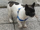 Sanremo: Carlino il bulldog francese è tornato a casa dalla sua famiglia Sanremo: Carlino il bulldog francese è tornato a casa dalla sua famiglia
