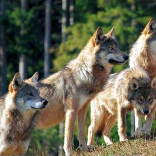 Branco di lupi aggredisce e sbrana tre pecore e quattro agnelli a San Lazzaro Reale, in valle Impero