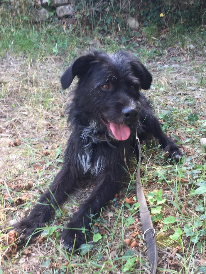 Chiusavecchia: canile "Gli Ulivi" questa settimana cerchiamo una casetta per Black