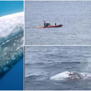 La balena grigia Wally avvistata in provincia di Imperia, l'esemplare scortato verso la Francia "Non va avvicinato" La balena grigia Wally avvistata in provincia di Imperia, l'esemplare scortato verso la Francia "Non va avvicinato"