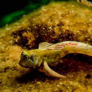 A Cervo, l'elegante sfilata delle bavose in un ambiente simile ad un quadro astratto (foto)