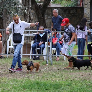 Al via domenica la seconda edizione di 'Bordighera Dog Show': l'expo canina in programma ai giardini Lowe (Foto)