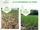 Orto: trattamento del terreno con "Biochar BioDea" e "Distillato di Legno BioDea" Orto: trattamento del terreno con "Biochar BioDea" e "Distillato di Legno BioDea"