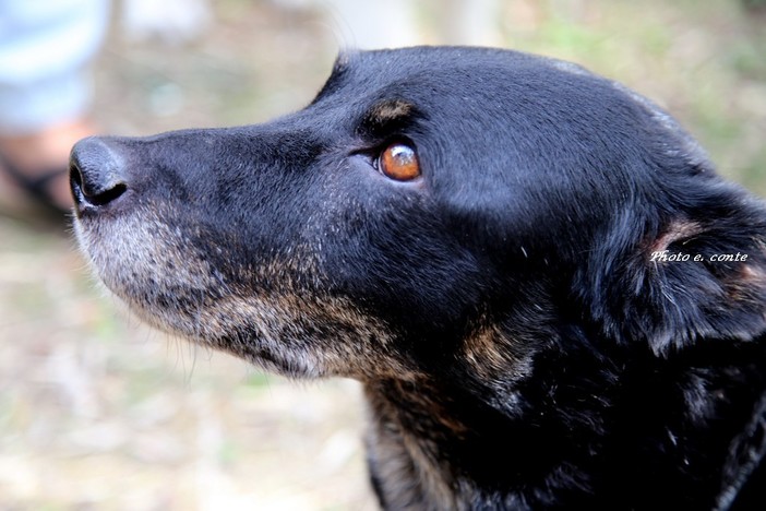 Bordighera Dog Show: una giornata di festa, cultura e solidarietà dedicata agli amici a quattro zampe Bordighera Dog Show: una giornata di festa, cultura e solidarietà dedicata agli amici a quattro zampe