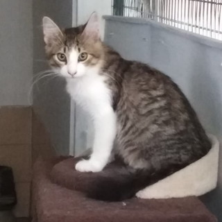 Sanremo: il gattino Basci cerca una nuova famiglia