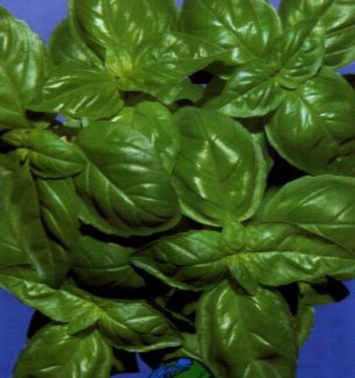 Regione: ok dal Ministero per interventi di prevenzione contro i parassiti del basilico, Ass. Mai: “Massimo impegno a tutela della qualità"