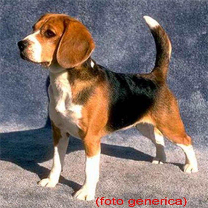 Sanremo: cane pericoloso e senza controllo del padrone, lettore ferma l'animale in extremis