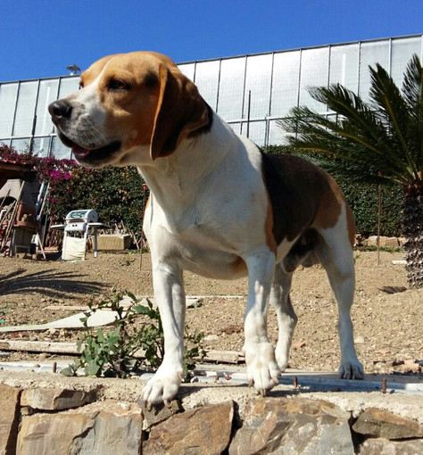 Enpa di Sanremo: il beagle Snoopy è in cerca di una famiglia