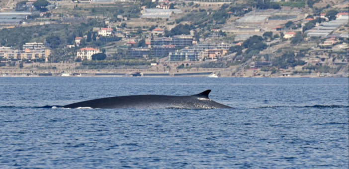 Megattera, tursiopi e balenottere regalano emozioni lungo la costa di Ponente Megattera, tursiopi e balenottere regalano emozioni lungo la costa di Ponente