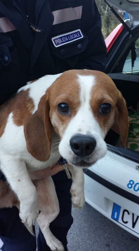 Sanremo: la Polizia Municipale recupera una beagle dispersa da parecchi giorni
