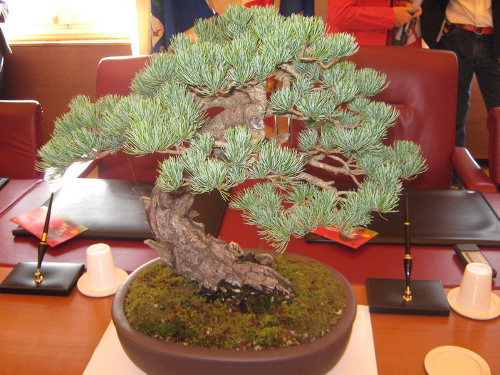 Imperia: nel fine settimana due giorni dedicati al Festival del Bonsai