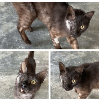 Arma di Taggia: il gatto Box cerca coccole e una casa