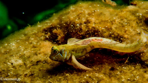 A Cervo, l'elegante sfilata delle bavose in un ambiente simile ad un quadro astratto (foto) A Cervo, l'elegante sfilata delle bavose in un ambiente simile ad un quadro astratto (foto)
