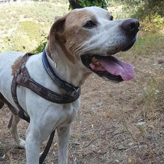 Chiusavecchia: canile "Gli Ulivi" il cagnolino Brando aspetta di essere adottato