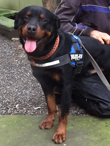 Chiusavecchia: canile "Gli Ulivi" questa settimana cerchiamo una casa per Bobo