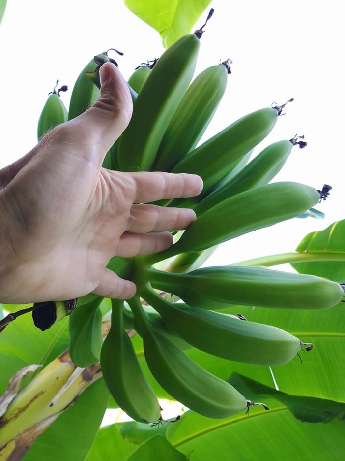 'Banane di Liguria', progetto sperimentale di Marco Damele sulla coltivazione e sviluppo delle banane