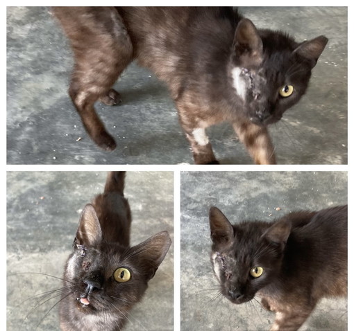 Arma di Taggia: il gatto Box cerca coccole e una casa