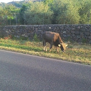 Mandria allo stato brado nell’imperiese, Coldiretti: "Un pericolo concreto per le persone e le aziende"