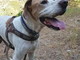 Chiusavecchia: canile "Gli Ulivi" il cagnolino Brando aspetta di essere adottato Chiusavecchia: canile "Gli Ulivi" il cagnolino Brando aspetta di essere adottato