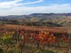 Autunno nel frutteto e vigneto: come preparare le piante all'inverno