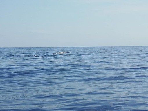 Ancora visitatori speciali nelle acque di Santo Stefano al mare: questa volta un gruppo di balenottere